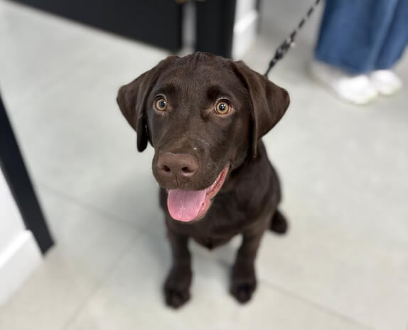 Puppy and Kitten Care Delray Beach FurlifeVets