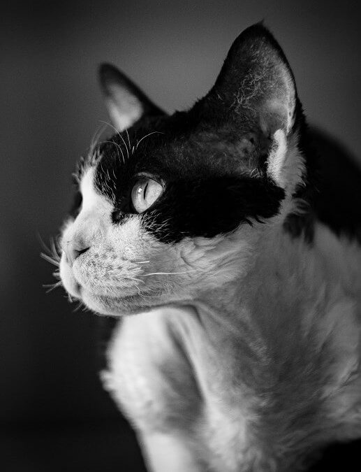 In-House Diagnostics