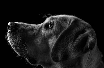 General & Orthopedic Surgery