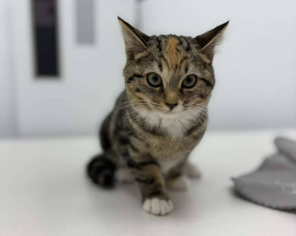 Close-up of a tabby cat looking directly at the camera during a veterinary visit at FurlifeVets in Delray Beach.