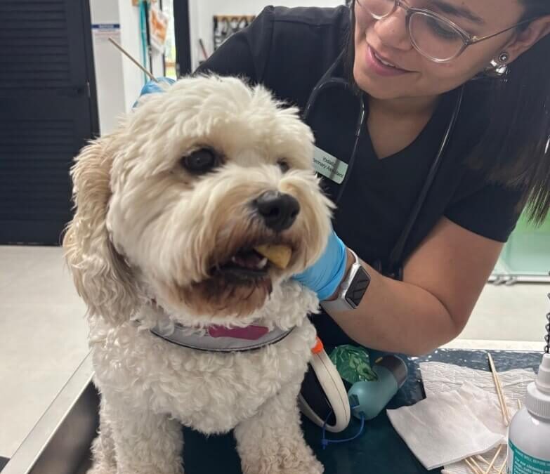 Microchipping