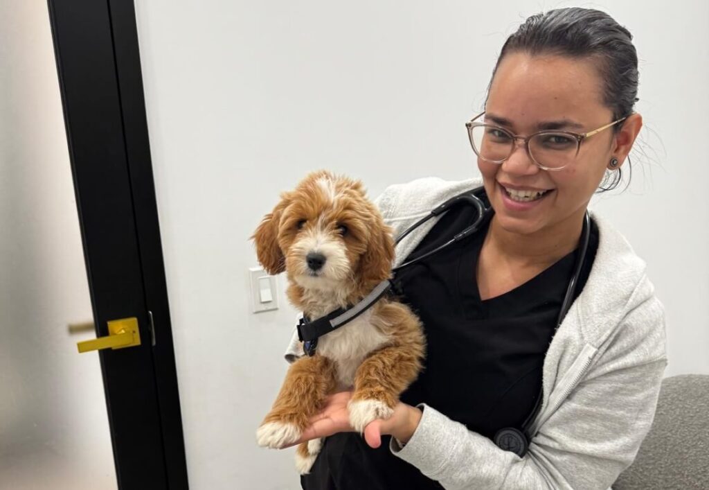 Yodaliz, Veterinary Technician at FurlifeVets in Delray Beach, holding a brown and white puppy during a Fear Free veterinary visit.