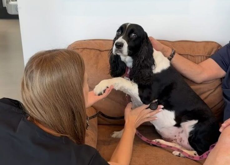 Senior Pet Care Delray Beach | FurlifeVets