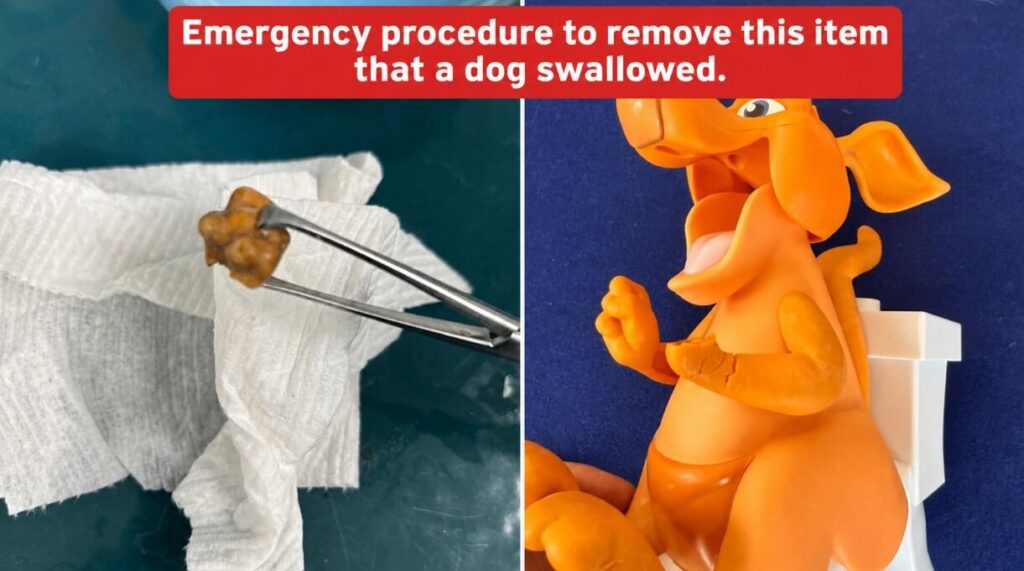 Swallowed Toy = Emergency Surgery
This toy was surgically removed after becoming lodged in a dog's digestive tract. Quick treatment helped prevent a life-threatening blockage.