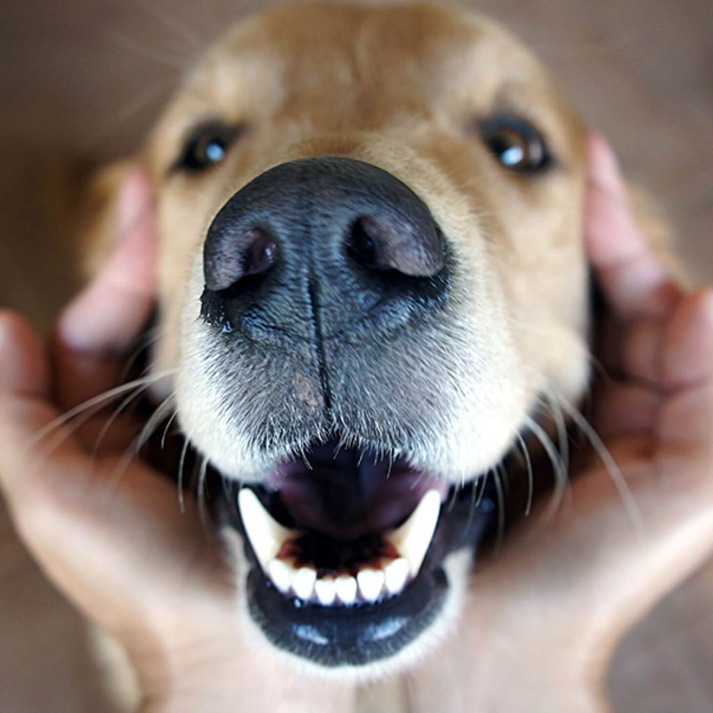 Dental Care for Dogs and Cats How Often Should You Clean Your Dog's Teeth?