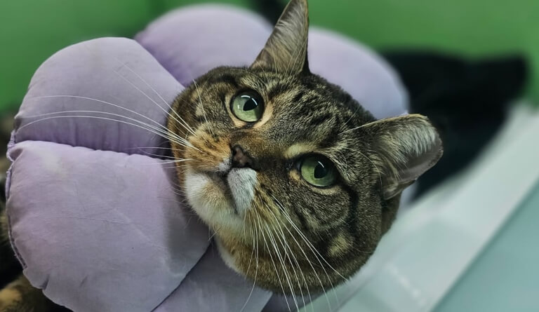Sick Pet Care Delray Beach