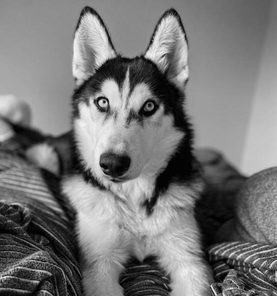 Nutritional Counseling