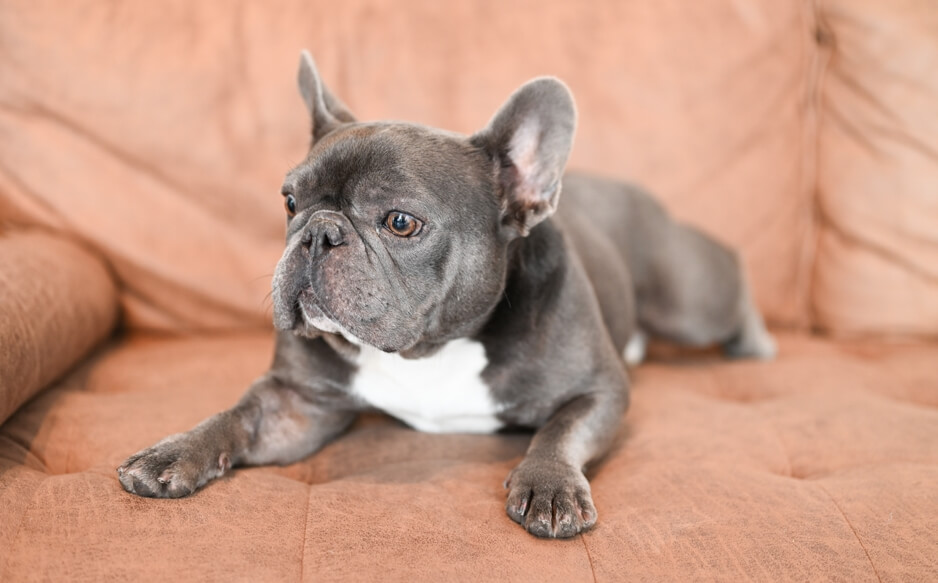 Nutritional Counseling for Dogs & Cats in Delray Beach | FurlifeVets