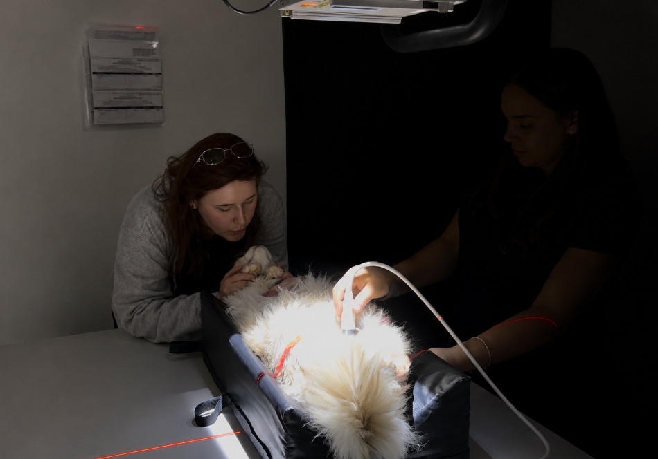 Veterinary team performing a therapeutic laser treatment on a cat at FurlifeVets in Delray Beach, Florida, using advanced technology in a calm, Fear Free veterinary environment.