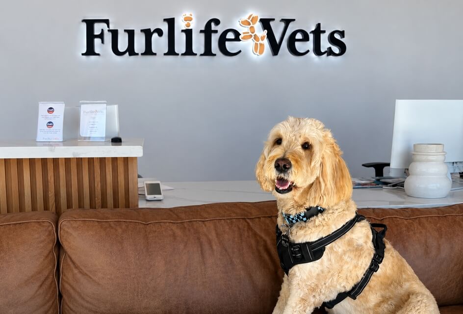 Goldendoodle dental care sitting in the FurlifeVets veterinary clinic lobby in Delray Beach, Florida, in front of the reception desk and illuminated clinic sign, showcasing Fear Free veterinary care for dogs and pets.