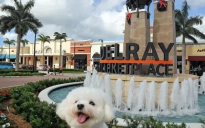 Veterinarian in West Delray Beach: Why Local Pet Owners Choose FurlifeVets
