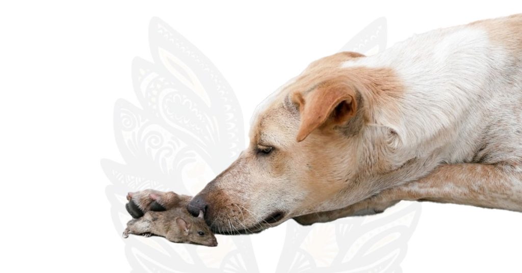 Help! My Dog Ate a Mouse. What Should I Do? Insights from FurlifeVets in West Delray Beach
