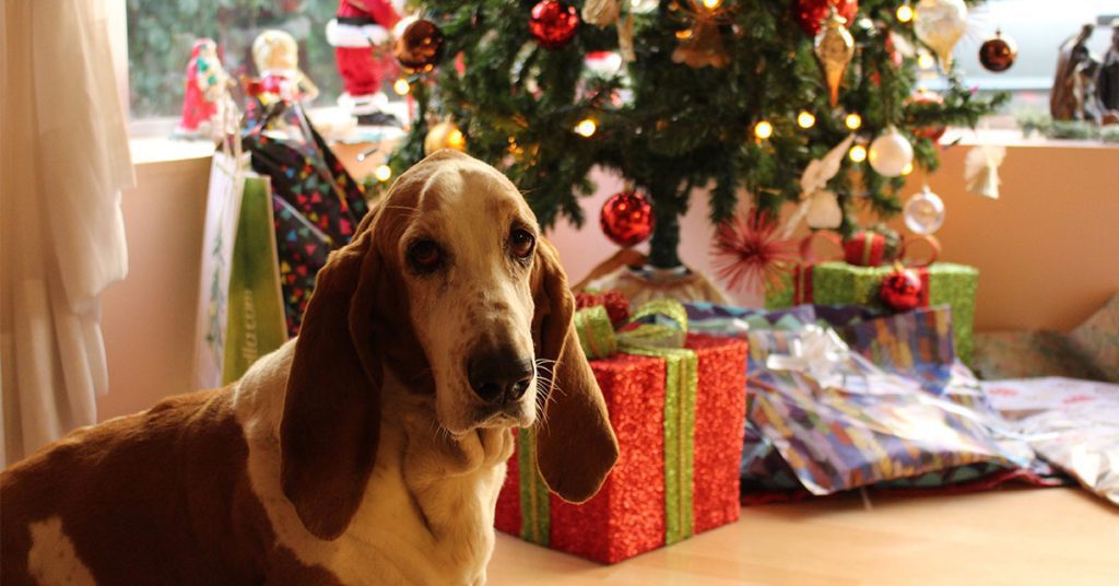 Holiday hazards for pets | Delray Beach FurlifeVets