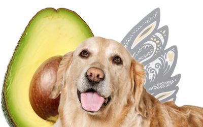 Help, My Dog Ate Avocado. What Should I Do? Insights from FurlifeVets in West Delray Beach
