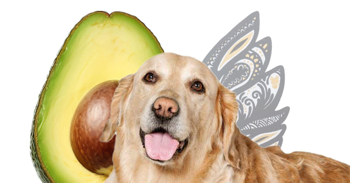Help, My Dog Ate Avocado. What Should I Do? Insights from FurlifeVets in West Delray Beach