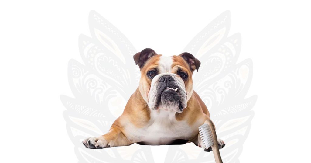 The Importance of Canine Dental Health: How Often Should You Clean Your Dog’s Teeth?