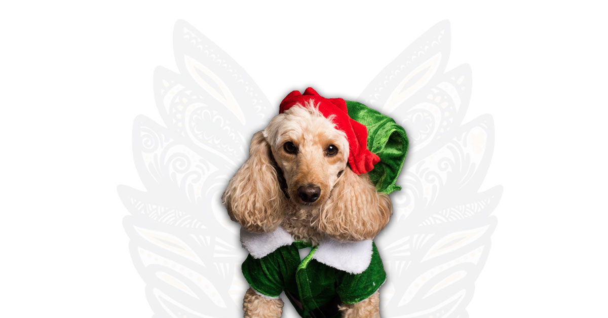 5 Critical Holiday Hazards Every Pet Owner Should Know