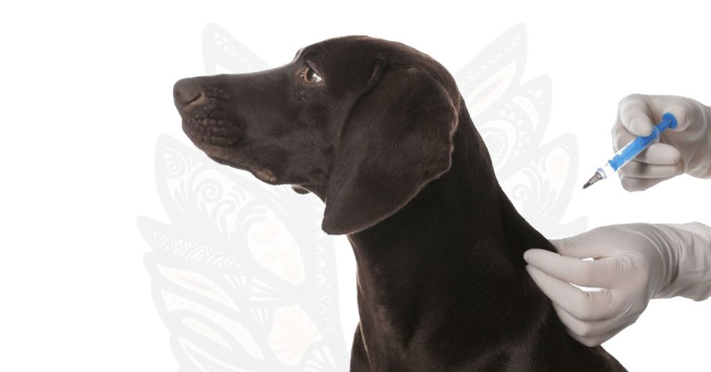 Rabies Vaccine Protocols in Palm Beach County