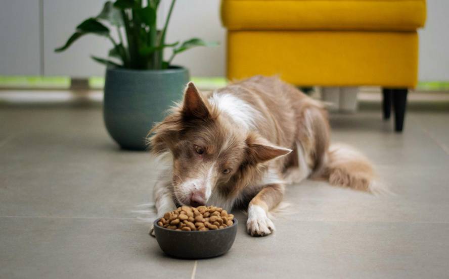 Holistic Pet Nutrition: Understanding Your Options