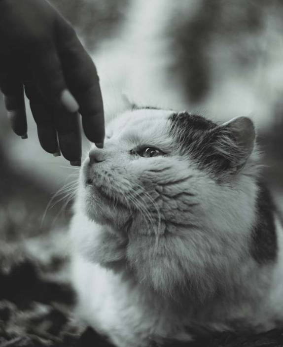 
  | Furlifevets