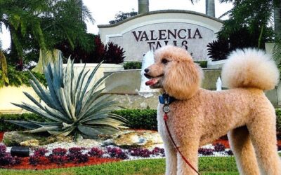 Veterinary Care for Valencia Communities in West Delray Beach