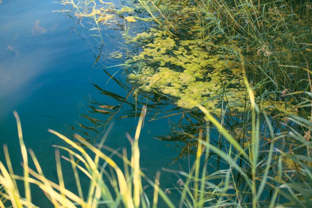Blue-Green Algae in Delray Beach: What Dog Owners Should Know About Canal Water