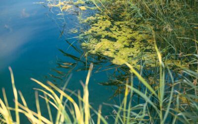 Blue-Green Algae in Delray Beach: What Dog Owners Should Know About Canal Water