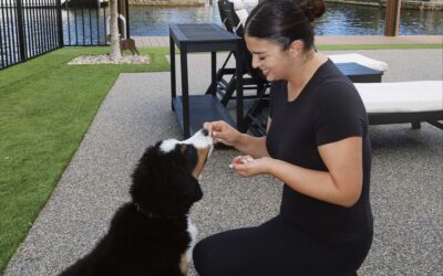 Best Dog Trainers in Delray Beach (2026 Guide)