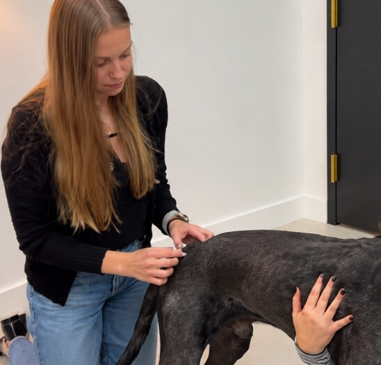 Acupuncture veterinary service at FurlifeVets in Delray Beach