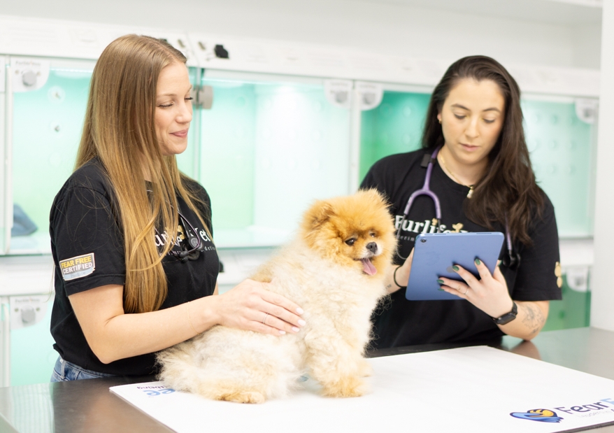 What To Expect At FurlifeVets - Veterinary Animal Hospital Serving Delray Beach, Boca Raton, Boynton Beach, Wellington, West Palm Beach, and beyond.