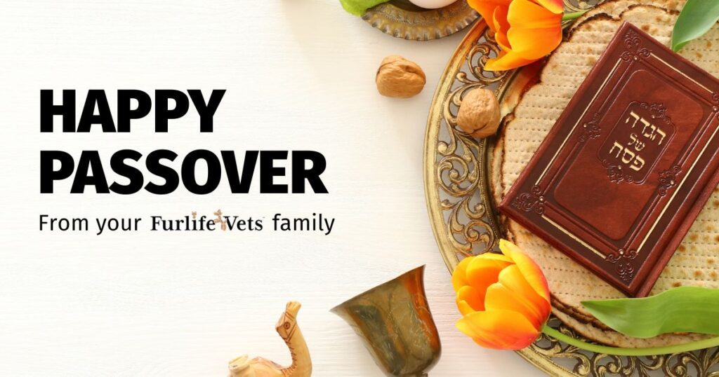 toxic foods for dogs and cats during Passover