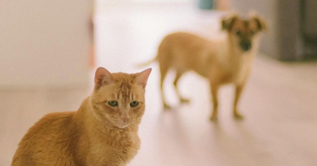 Toxic Foods for Dogs and Cats During Passover
