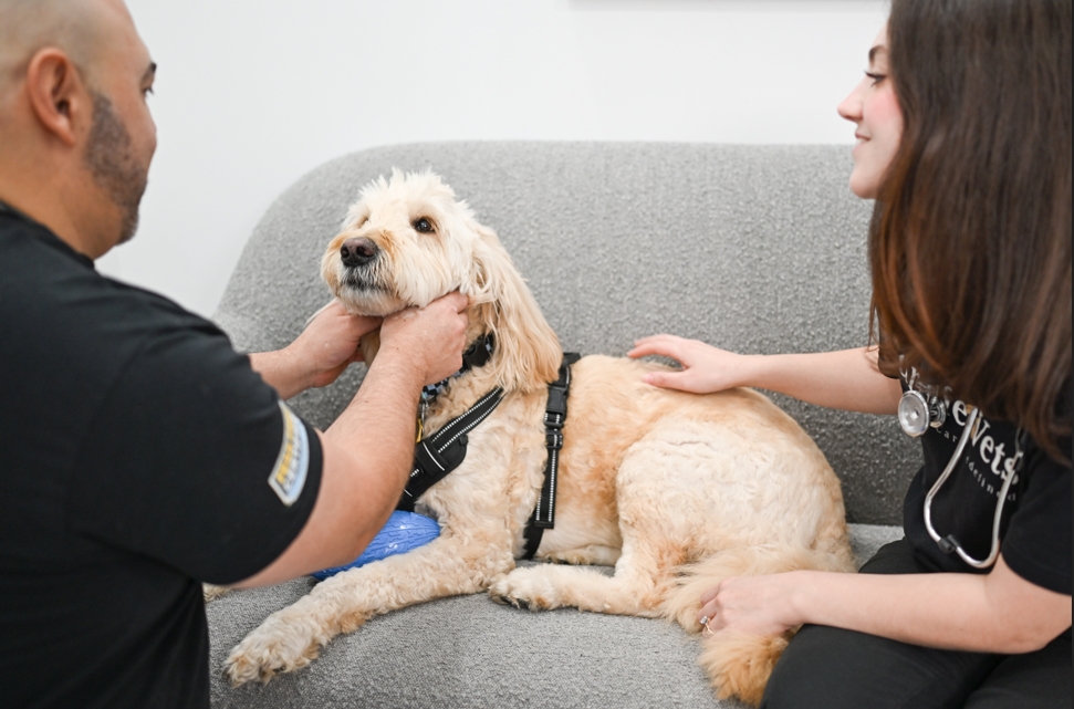 Fear Free veterinarian examining a relaxed dog on a couch at Furlife Vets in Delray Beach