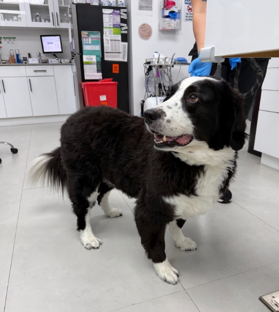 Veterinarian in Delray Beach, FL | FurlifeVets