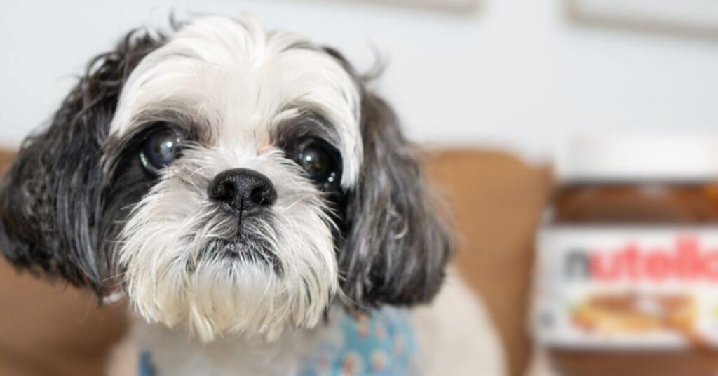 Help, My Dog Ate Nutella. What Should I Do?