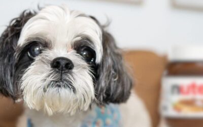Help, My Dog Ate Nutella. What Should I Do?