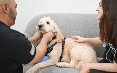 How to Prepare Your Pets for Hurricane Season in South Florida