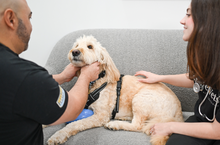 How to Prepare Your Pets for Hurricane Season in South Florida