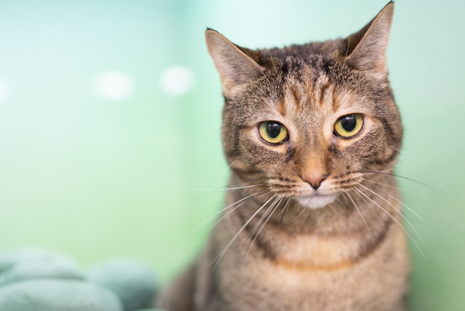 Cat Boarding in Delray Beach What to Look For | FurlifeVets