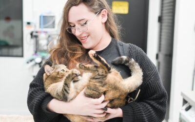 Cat Boarding in Delray Beach: What to Look For