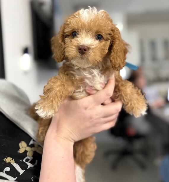 New Puppy Vet in Delray Beach