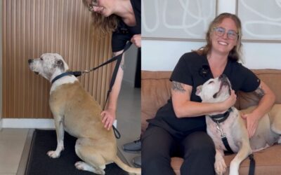 From Airplane Encounter to Clinic Family: How Madeline and Rue Found Their Way to FurlifeVets in Delray Beach