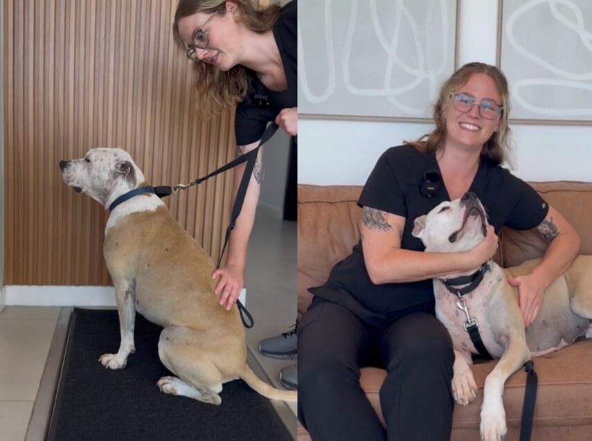 From Airplane Encounter to Clinic Family: How Madeline and Rue Found Their Way to FurlifeVets in Delray Beach