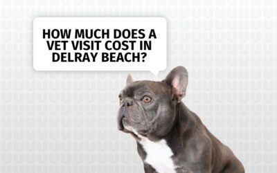 How Much Does a Vet Visit Cost in Delray Beach?