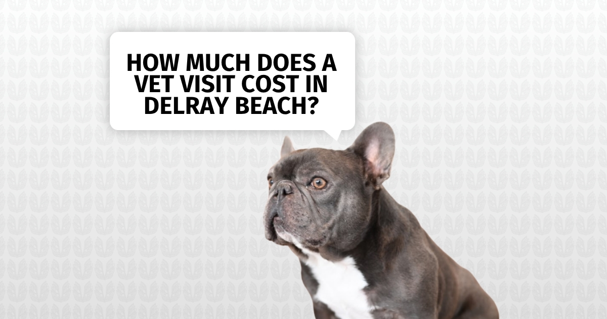 How Much Does a Vet Visit Cost in Delray Beach?