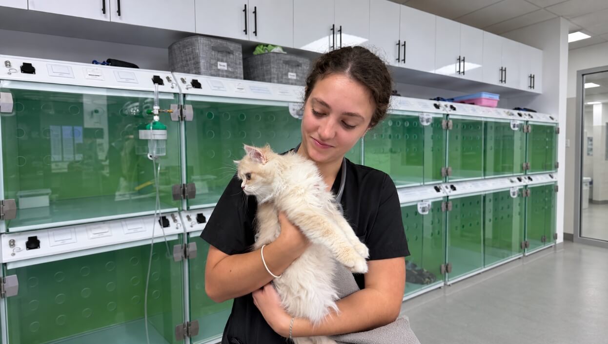 Gentle Cat Friendly veterinary exam in Delray Beach