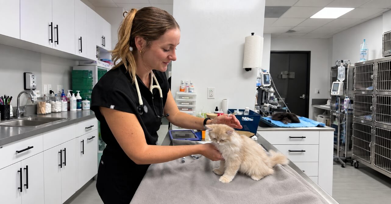 Cat receiving attentive veterinary care at FurlifeVets