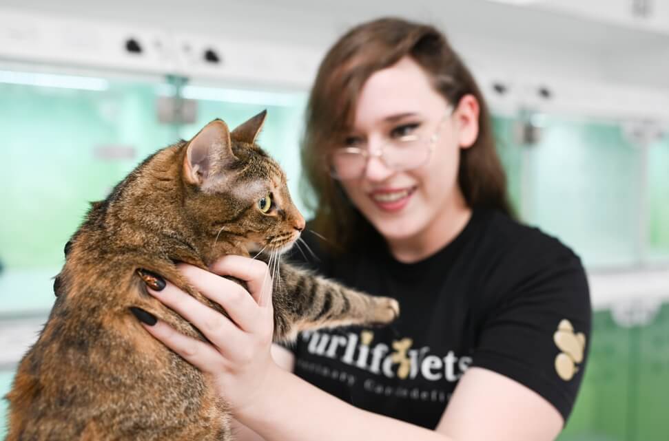 FurlifeVets veterinary technician gently observing a feline patient