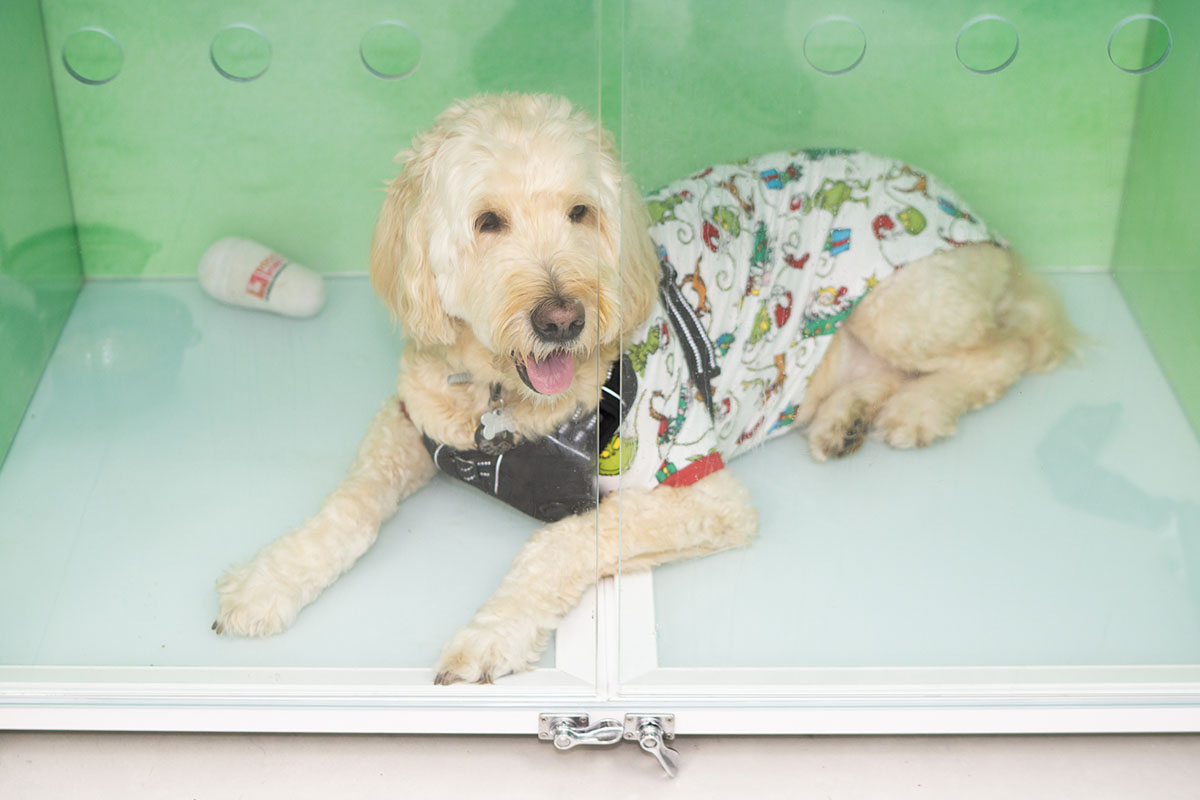 Welcoming interior of FurlifeVets veterinary hospital in West Delray Beach