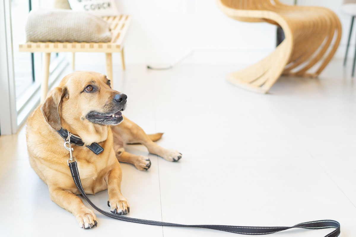 Modern pet hospital facilities at FurlifeVets in Palm Beach County